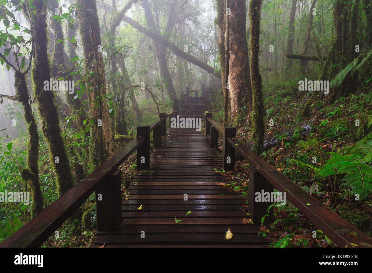 Legno sentiero nella foresta pluviale tropicale in Chinag Mai, in Tailandia Foto Stock