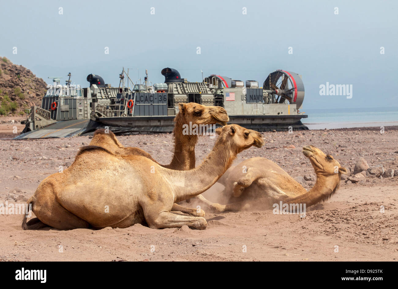 Cammelli resto al sole come una Landing Craft Air Cushion navi assegnate alla USS Kearsarge trasporta la luce veicoli blindati e Humvees per Arta Beach Maggio 27, 2013 in Gibuti, Africa. Foto Stock