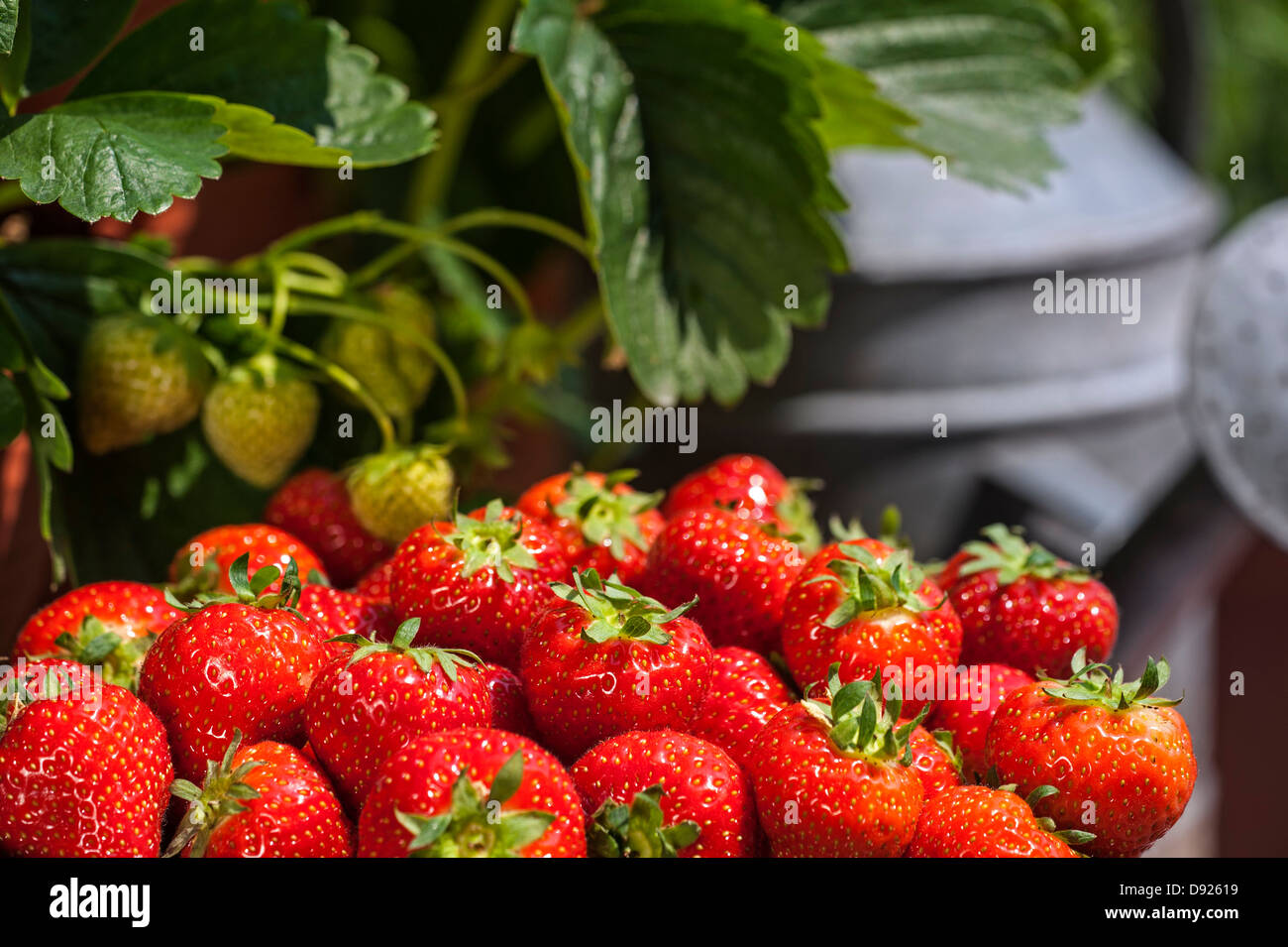 Annaffiatoio e pila di raccolte mature garden fragole (Fragaria × ananassa) e i frutti acerbi in estate Foto Stock