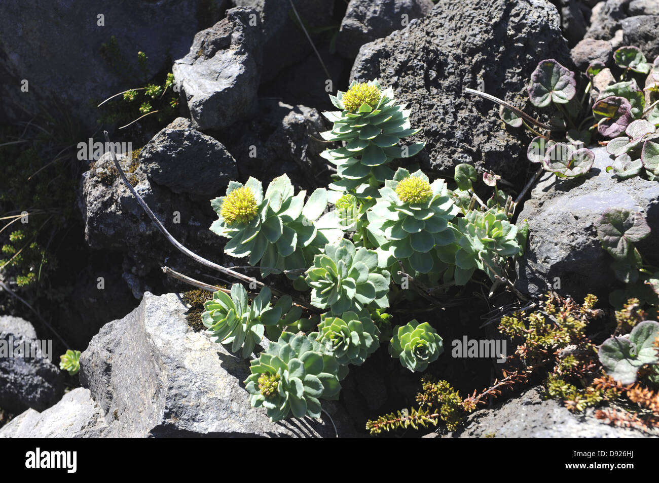 Piante succulente | Dicotiledoni, Arnarstapi, Penisola Snaefellsness, West Islanda Islanda Foto Stock