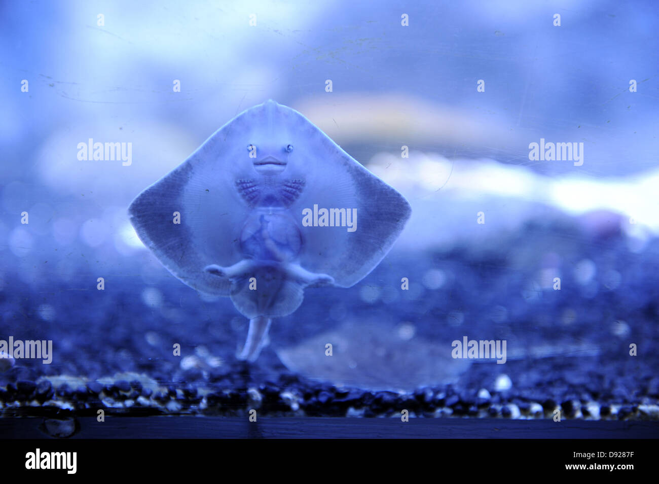 Ray, Scottish Sea Life Sanctuary, Barcaldine, Oban, Argyll Scozia, Gran Bretagna Foto Stock