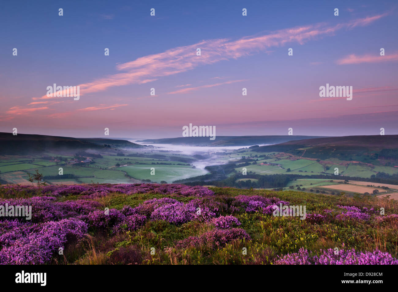 Bilsdale presi all'alba con nebbie nei fondovalle con fioritura viola heather in primo piano. Formato orizzontale. Foto Stock