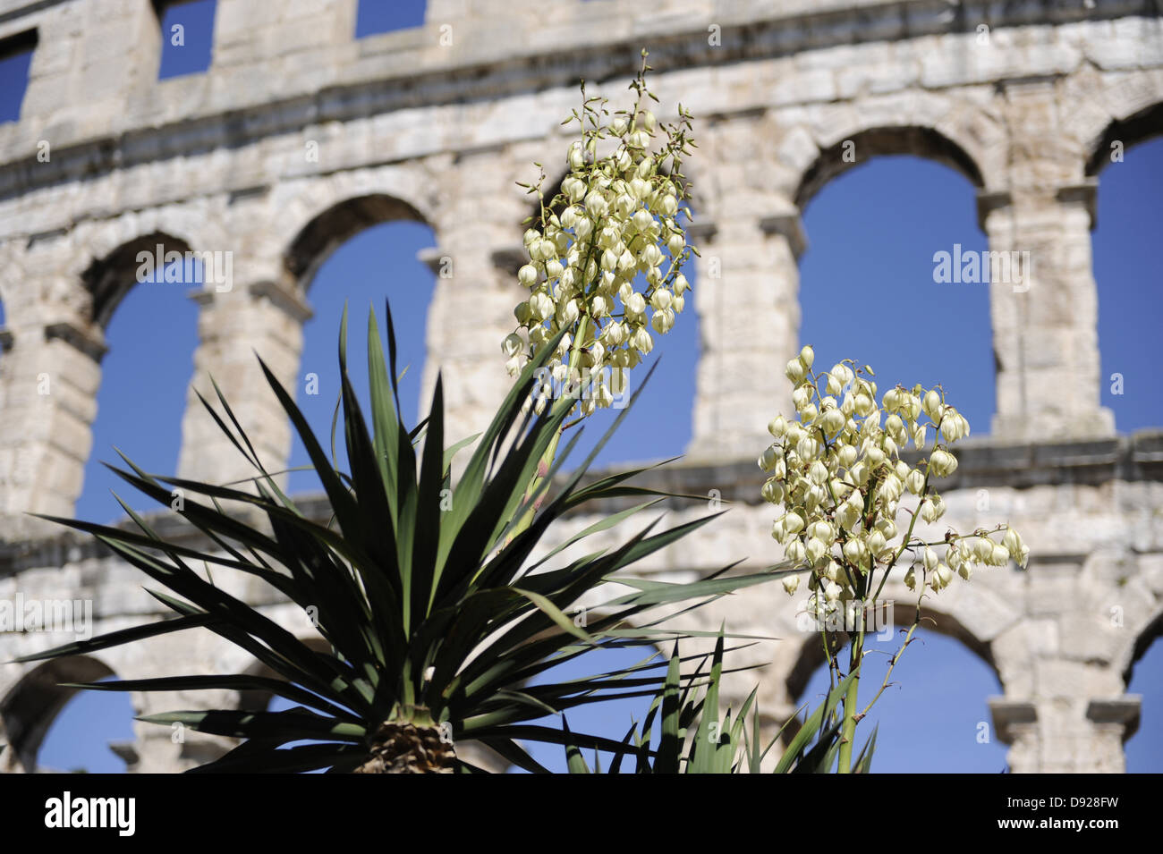 Colosseo, Pola, Istria, Croazia, Europa Foto Stock