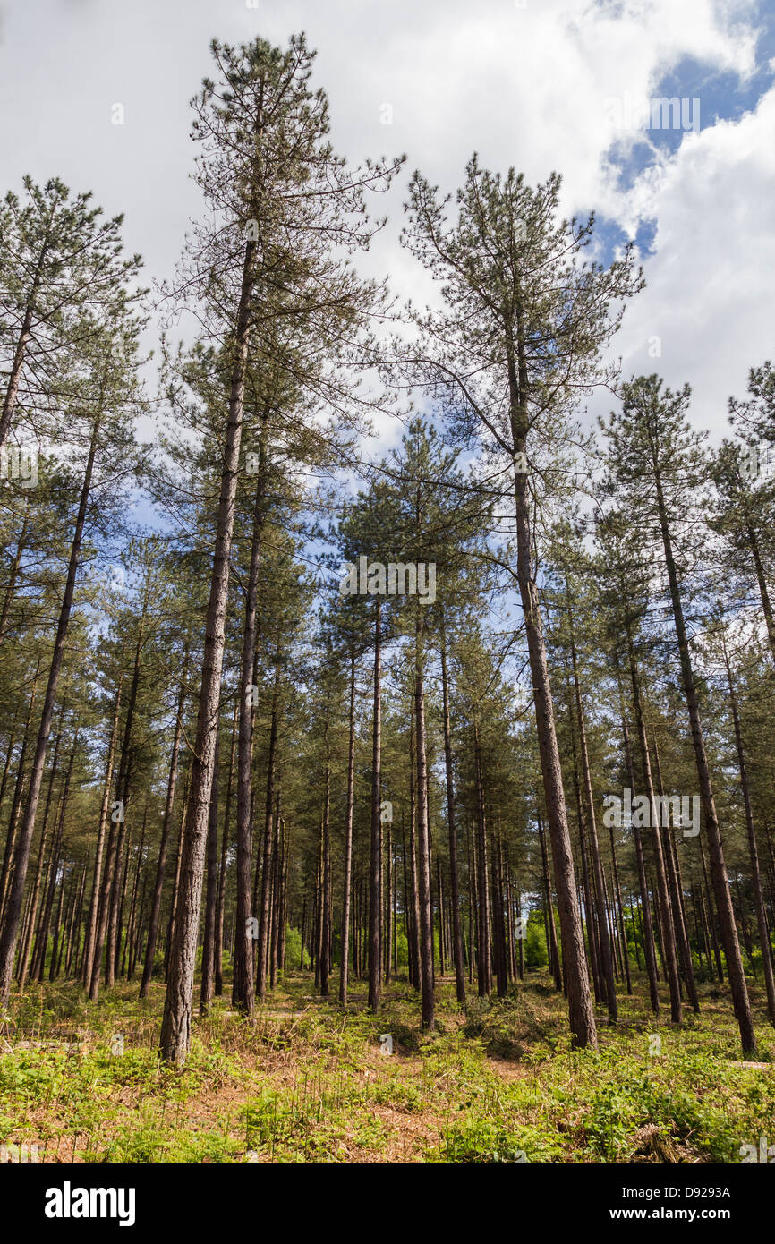 Ibrido di alti pini larici in managed forest - commissione forestale monocoltura plantation Foto Stock