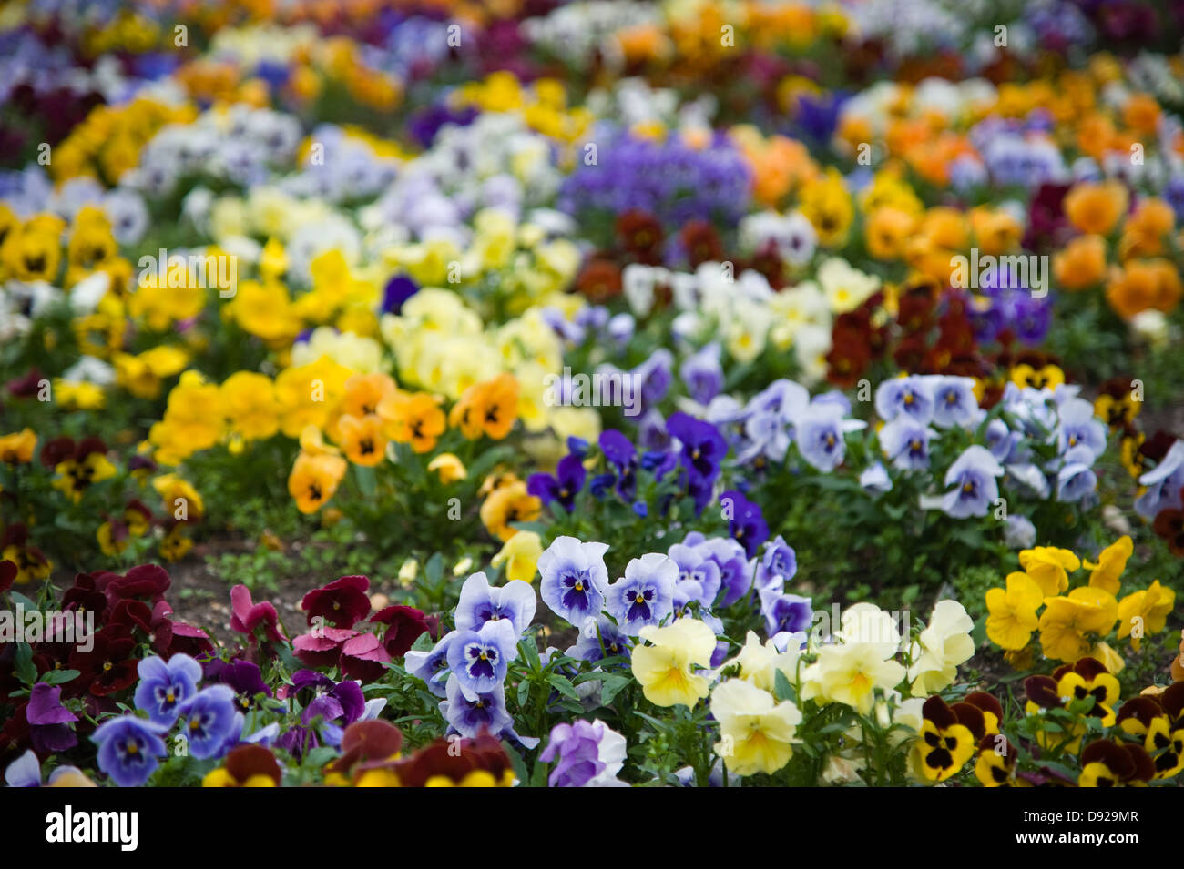 Aiuola colorato di giallo, viola mammola Foto Stock