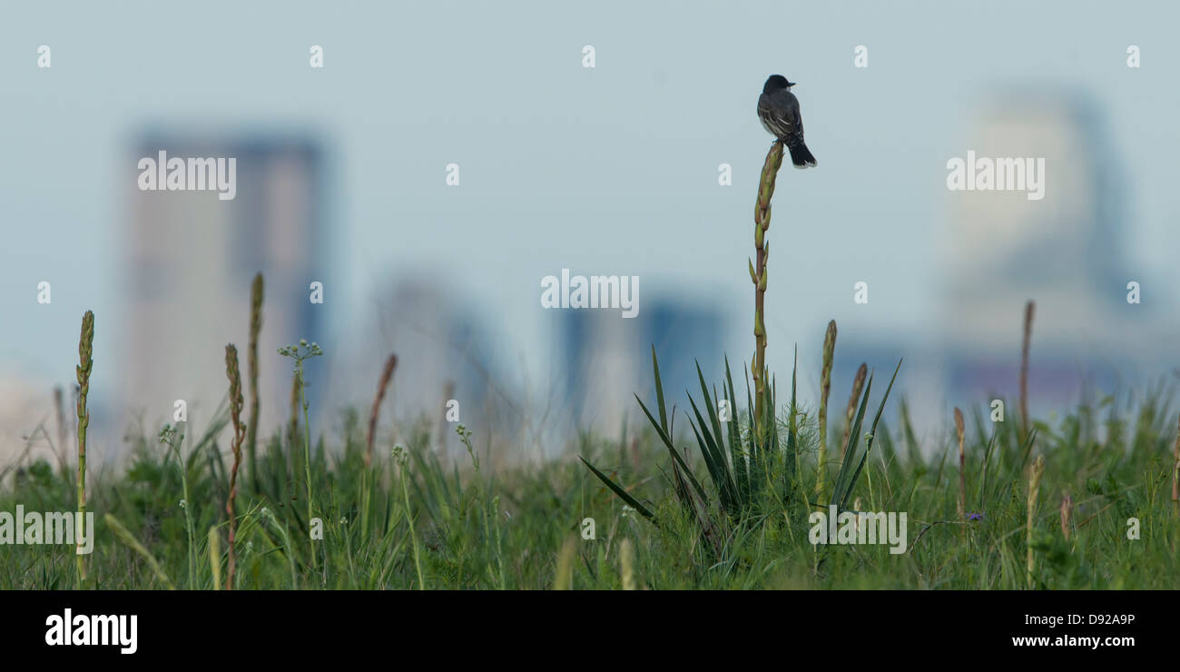 Un kingbird orientale (Tyrannus tyrannus) arroccato su una yucca con il centro di Dallas, Texas in lontananza, il lago White Rock Foto Stock