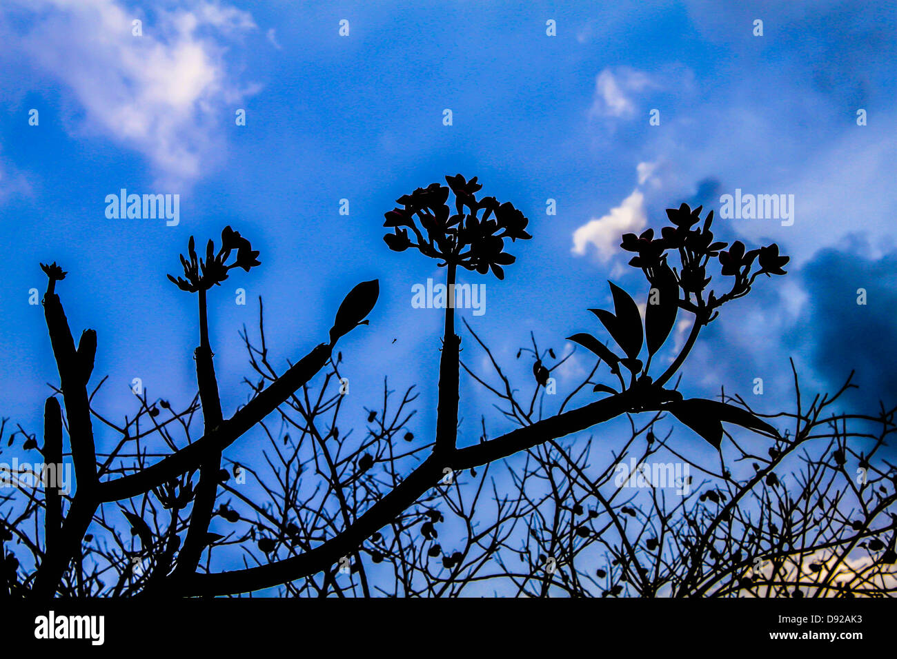 La Pagoda Tree silhouette Foto Stock