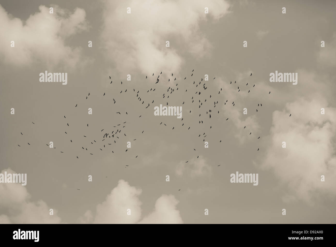 Stormo di uccelli nel cielo,Thailandia Foto Stock