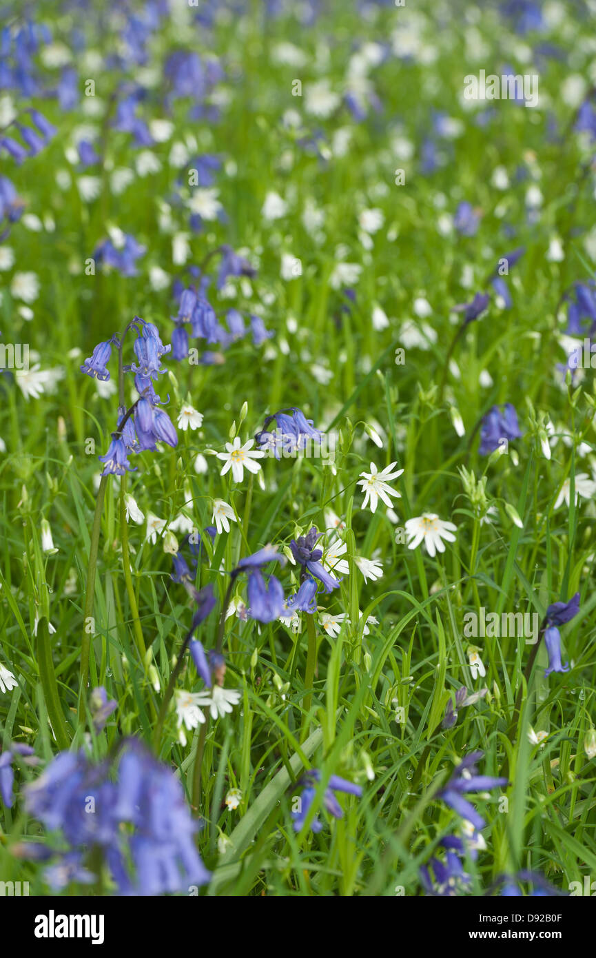 Un sacco di wild bluebells stitchwort e fiori in primavera prato sotto latifoglia leaf tettoia aperta radura boschiva Foto Stock