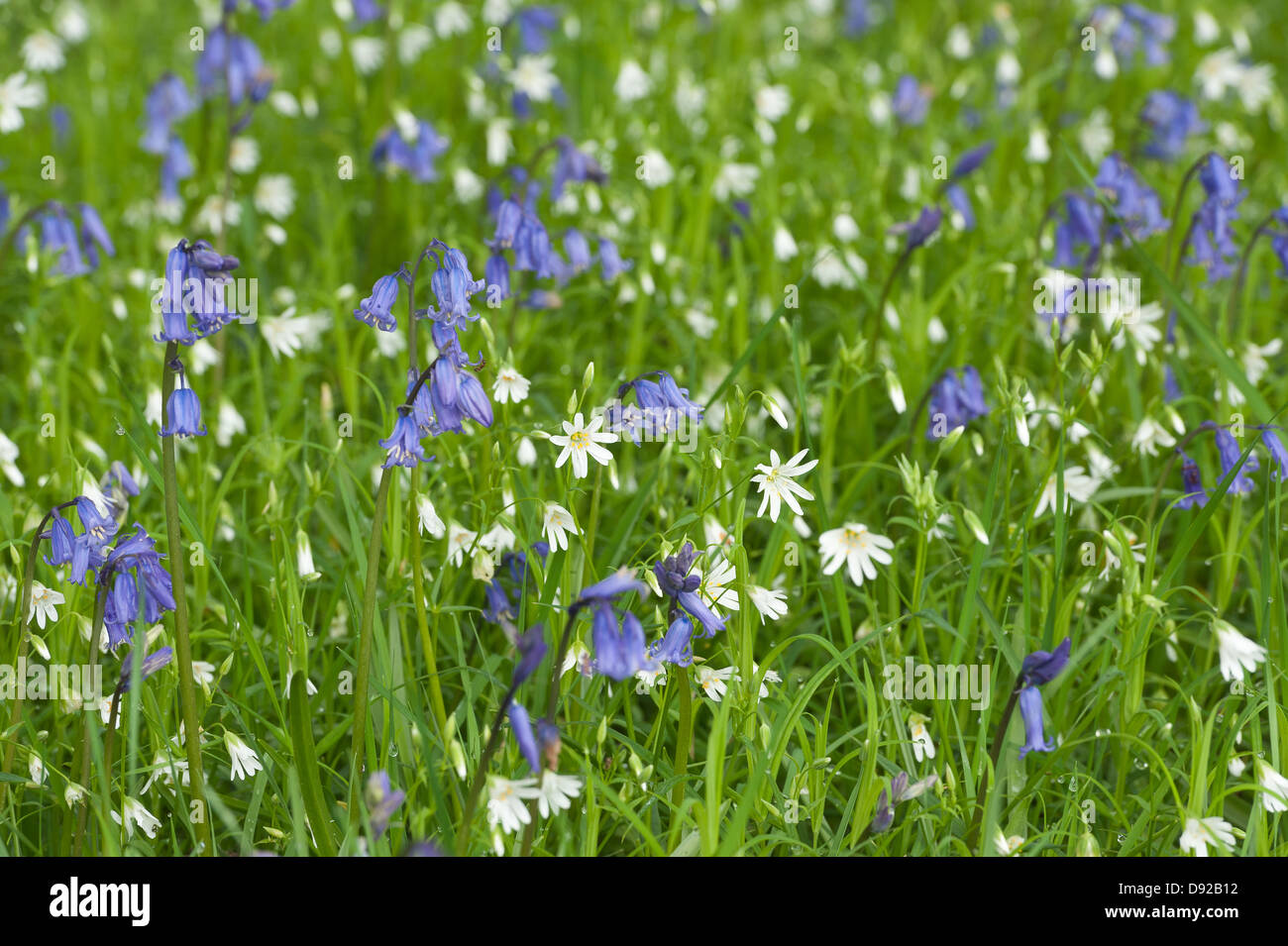 Un sacco di wild bluebells stitchwort e fiori in primavera prato sotto latifoglia leaf tettoia aperta radura boschiva Foto Stock