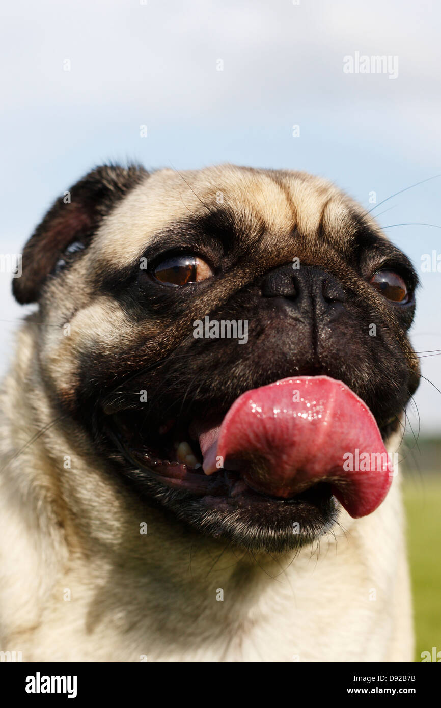 Ritratto di un pet pug cane. Foto Stock