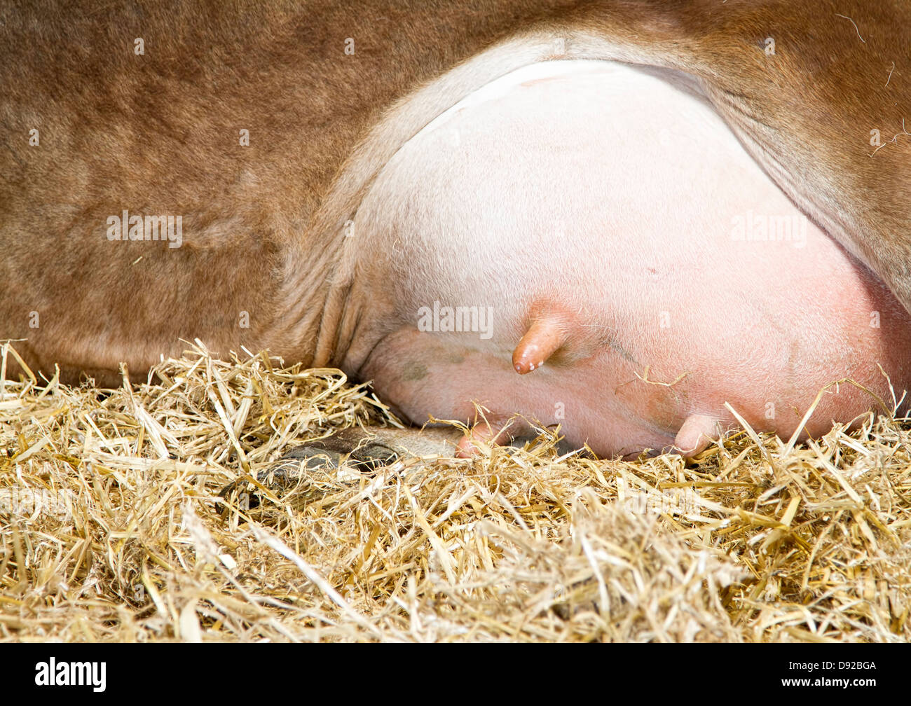 Close up vacche mammelle con gocce di latte sul capezzolo Foto Stock