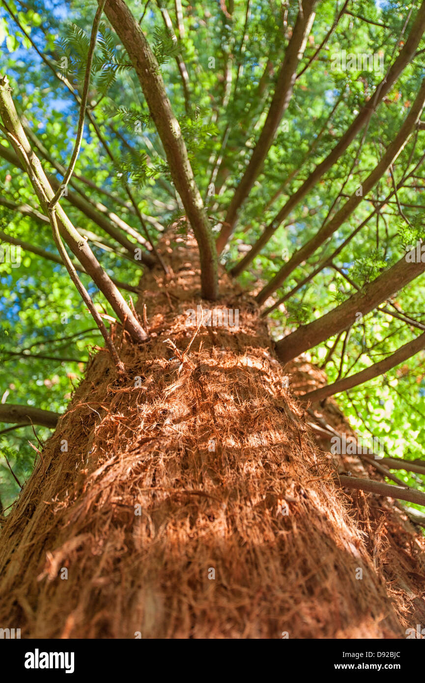 Red legno albero NEL REGNO UNITO Foto Stock