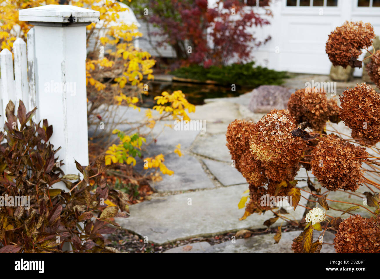 Caduta giardino di ortensie essiccato Foto Stock