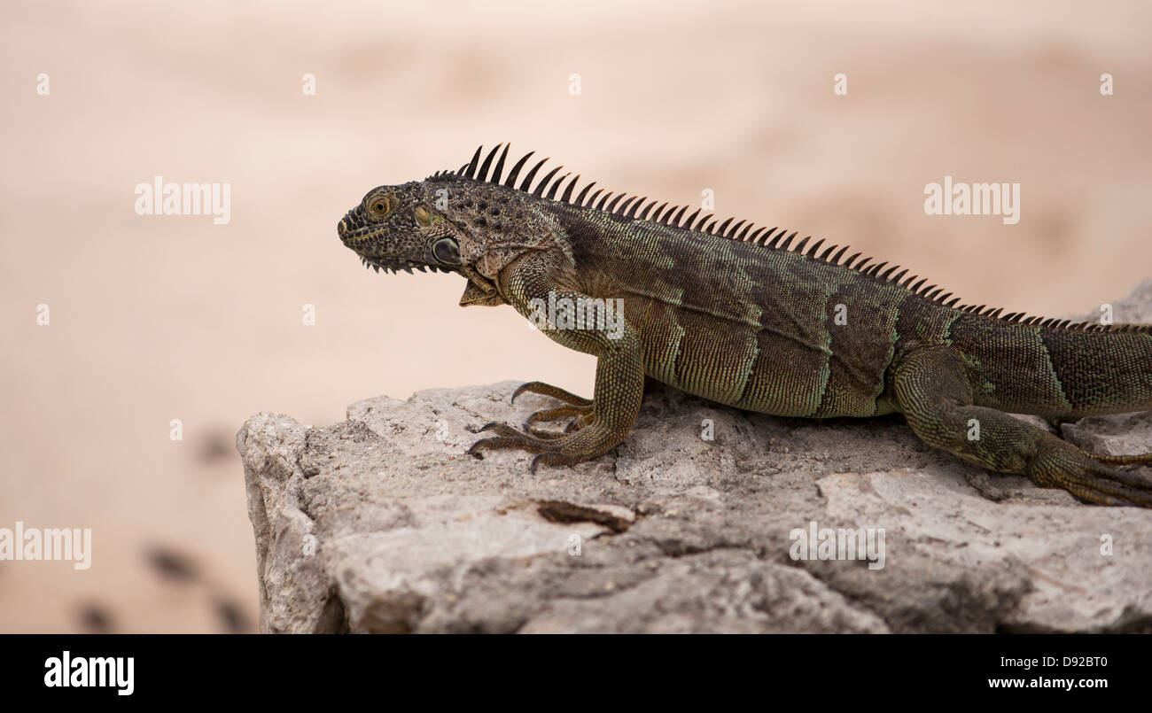 Iguana, Turtle Farm, Grand Cayman Foto Stock