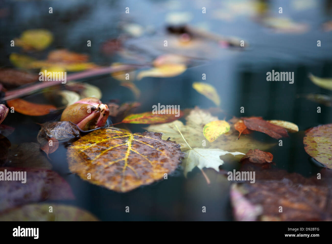 Ninfee e foglie di autunno nel laghetto in giardino Foto Stock