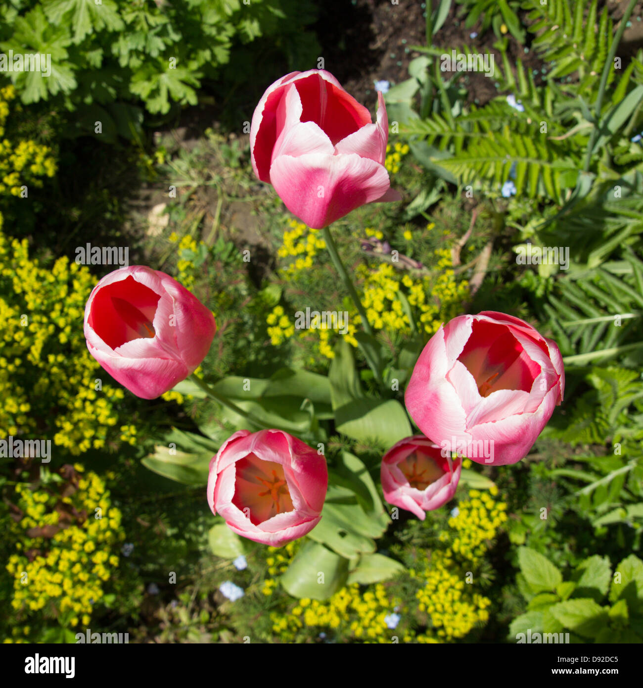 Tulipani rosa al sole vicino fino Foto Stock