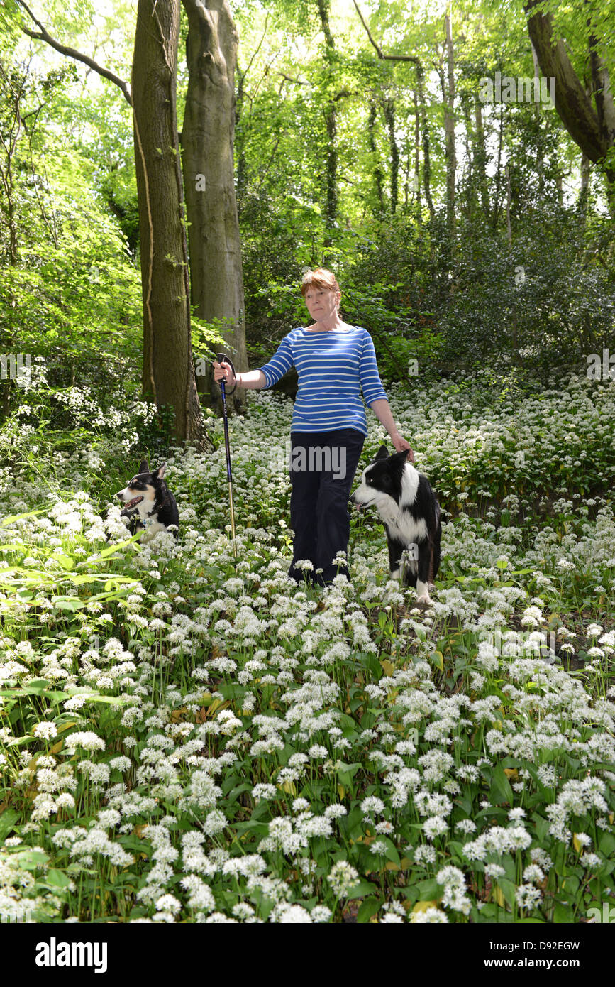 Donna di bosco passeggiando per aglio selvatico in fiore boschi Shropshire England Regno Unito passeggiate Foto Stock