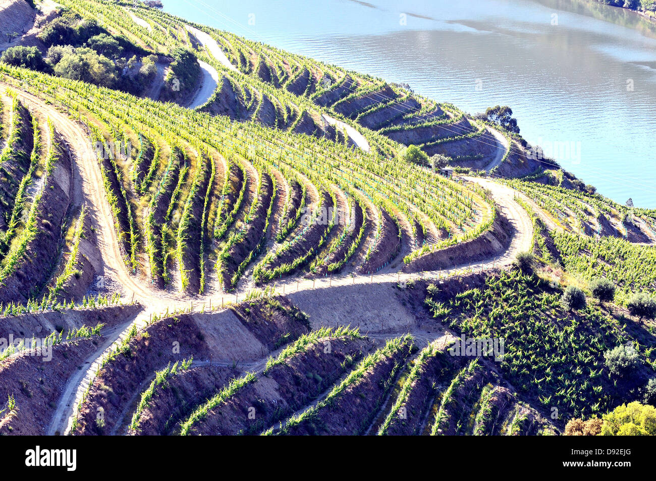 Vigna del fiume Douro Portogallo Foto Stock