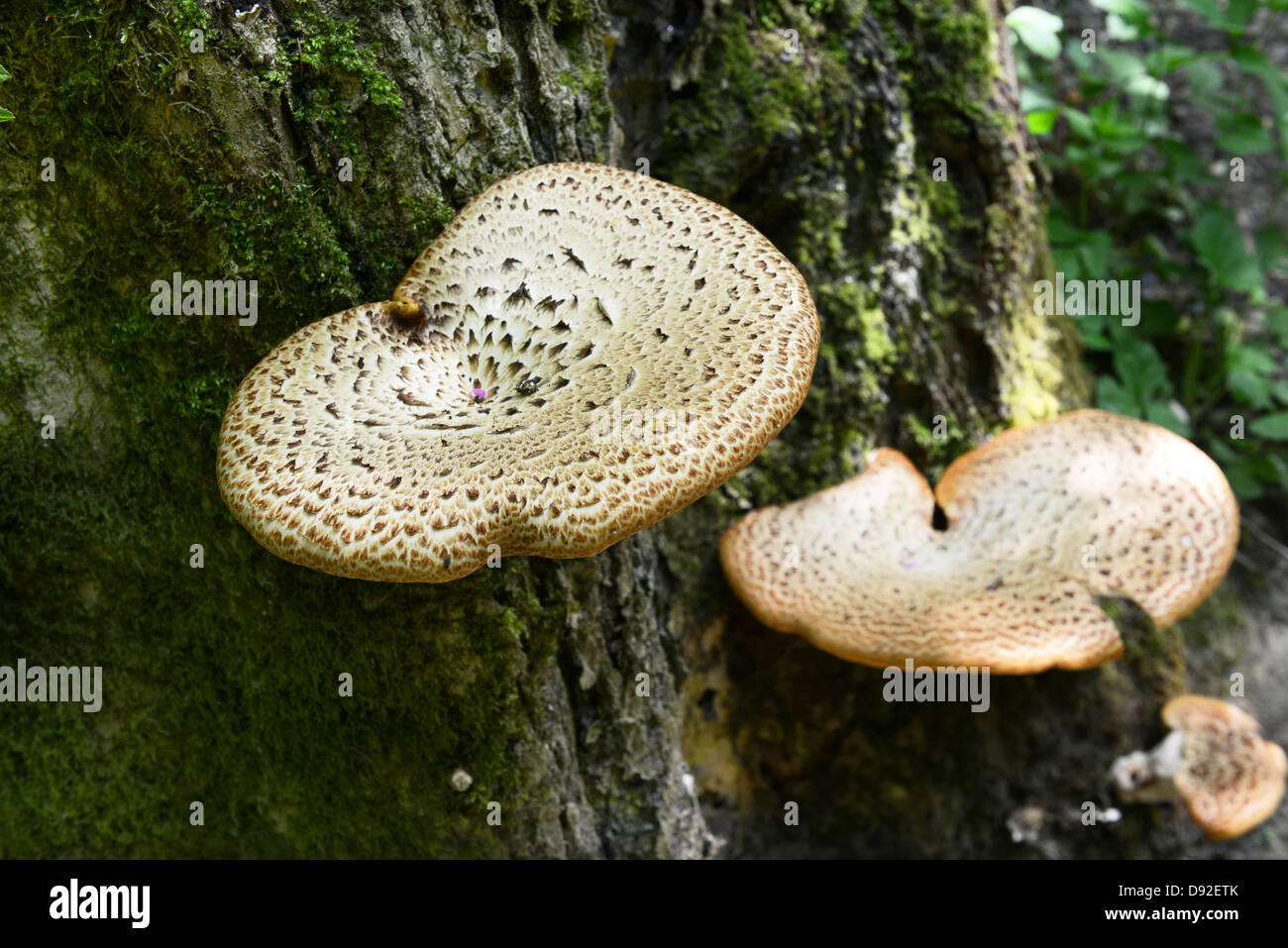 Tree funghi della Driade Sella Polyporus squamosus fungo England Regno Unito Foto Stock