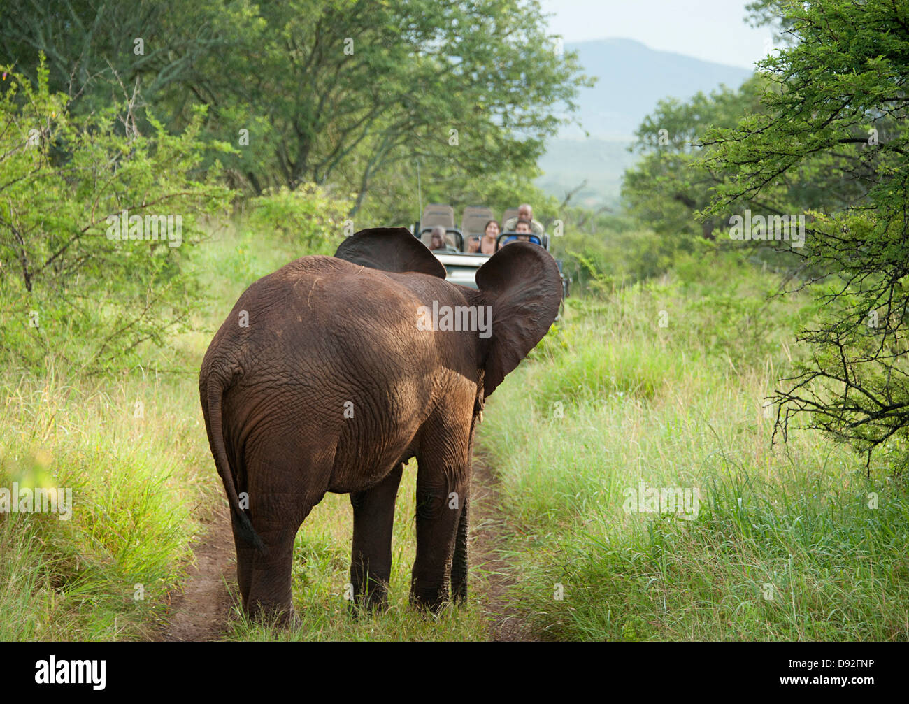 Giovane elefante si trova faccia a faccia con il turista in auto Thanda Game Reserve, Sud Africa. Foto Stock