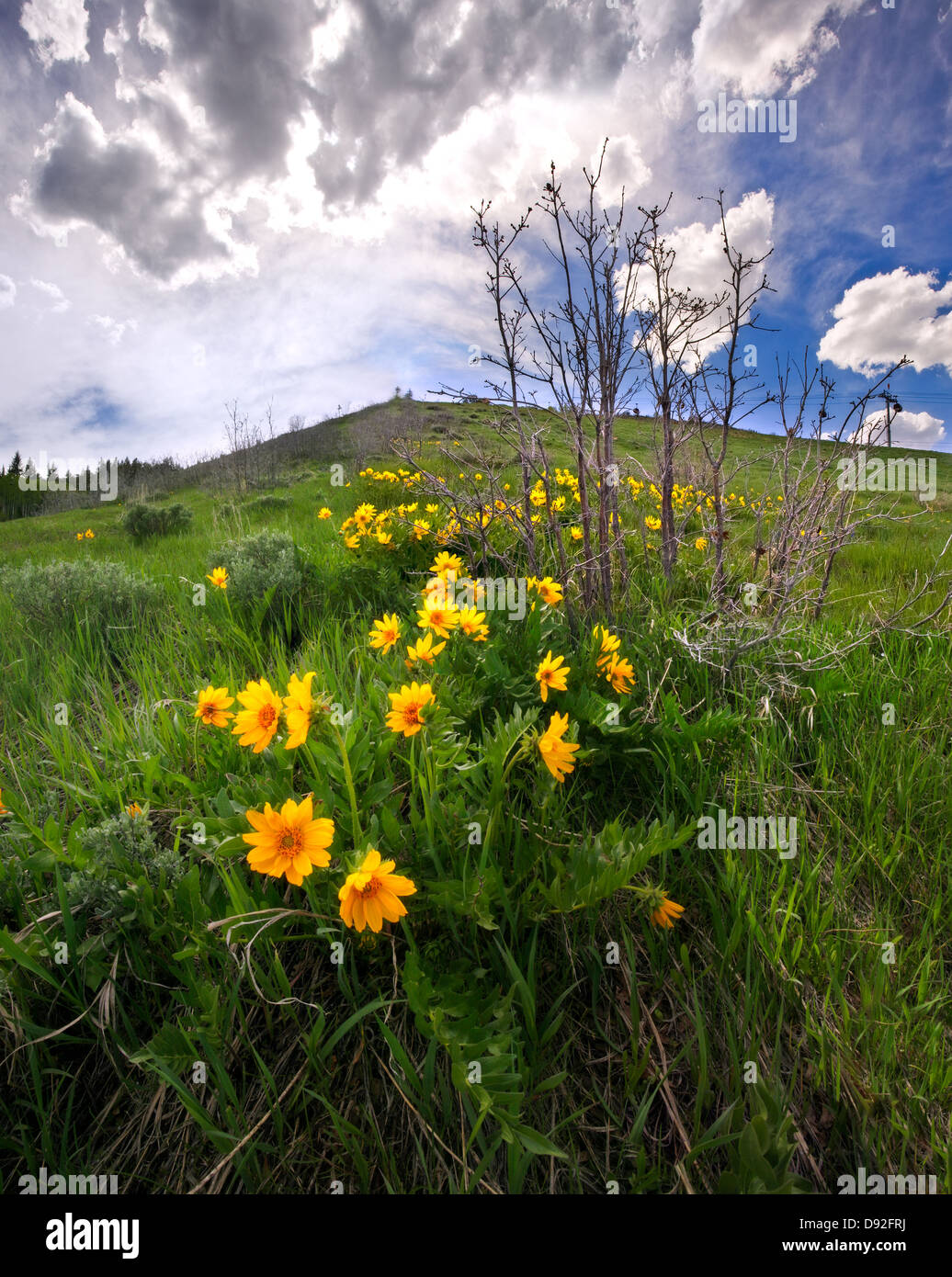 Arrowleaf Balsamroot, Balsamorhiza sagittata, blumi nelle Montagne Rocciose in primavera, vicino a Park City, Utah Foto Stock