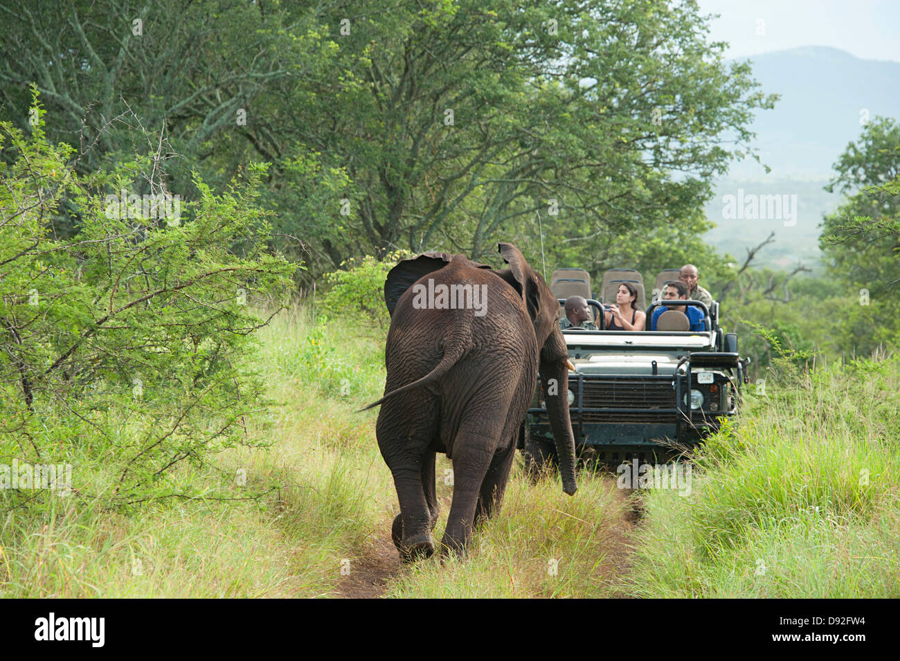 Elefante africano di vitello verso passeggiate turistiche in auto Thanda Game Reserve, Sud Africa. Foto Stock