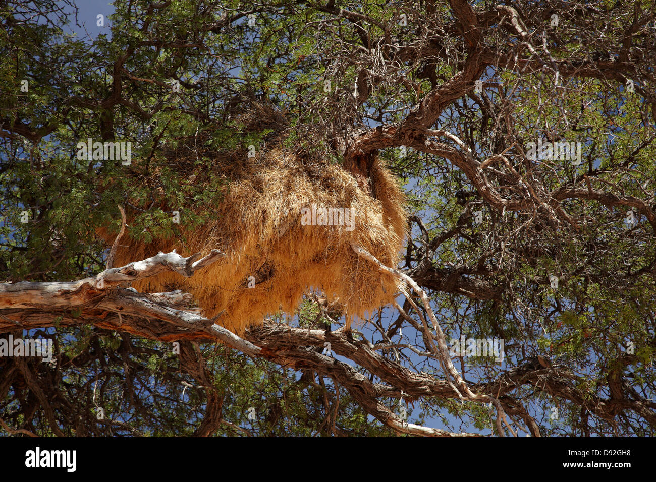 Socievole tessitori nido, vicino il Fish River Canyon, Namibia del Sud Africa Foto Stock