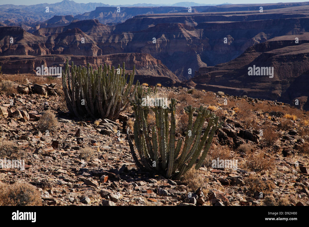 Cactus, il Fish River Canyon, Namibia del Sud Africa Foto Stock