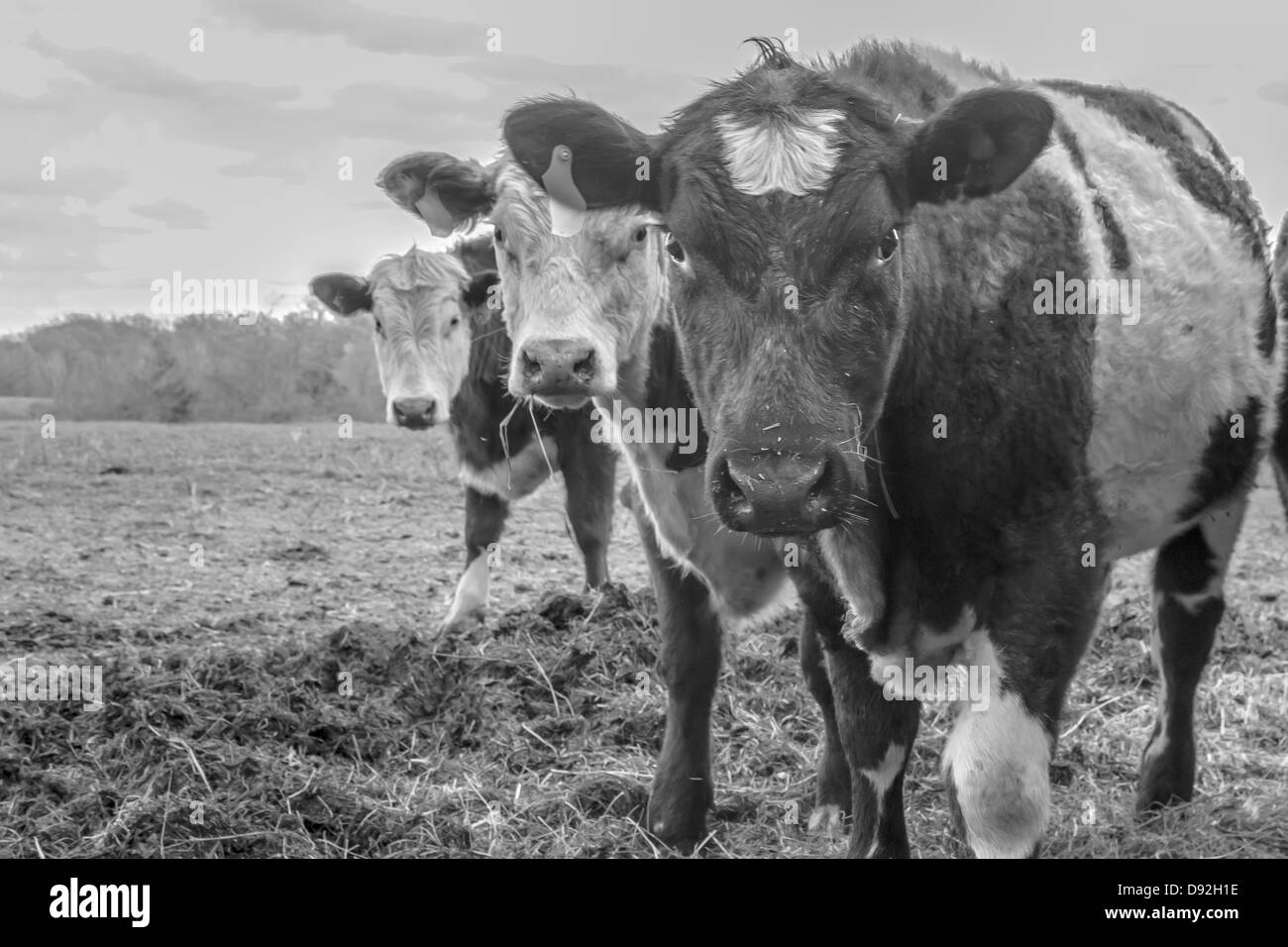 Tre mucche o tori in piedi in un campo di un'azienda. Foto Stock