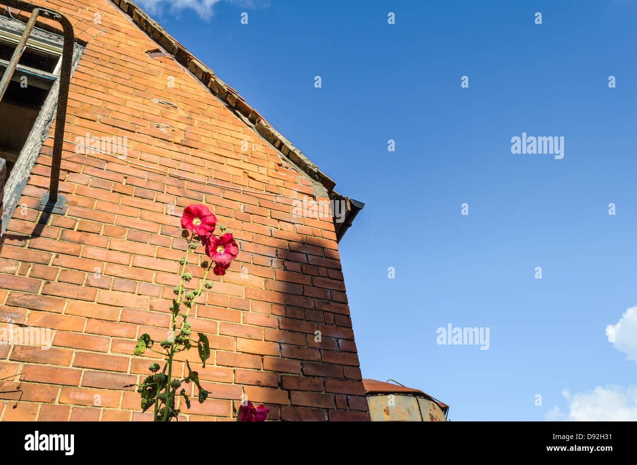 Fiori colorati contro un vecchio edificio in mattoni in Moreton. Moreton-in-Marsh, Gloucestershire, Inghilterra. Foto Stock