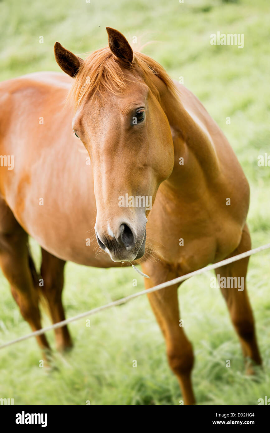 Cavallo marrone sul farm su pascolo Foto Stock