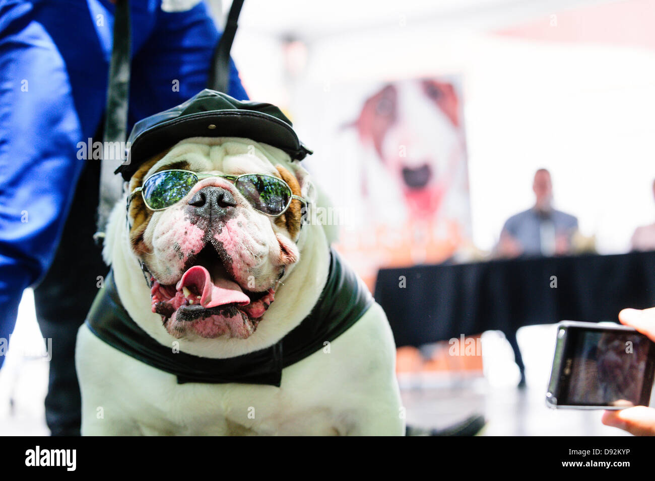 Toronto, Canada, giugno 9, 2013. Bulldog di pelle che indossano il costume biker vince il decimo Woofstock annuale festival del cane miglior costume contest. Credito: Elena Elisseeva/Alamy Live News Foto Stock