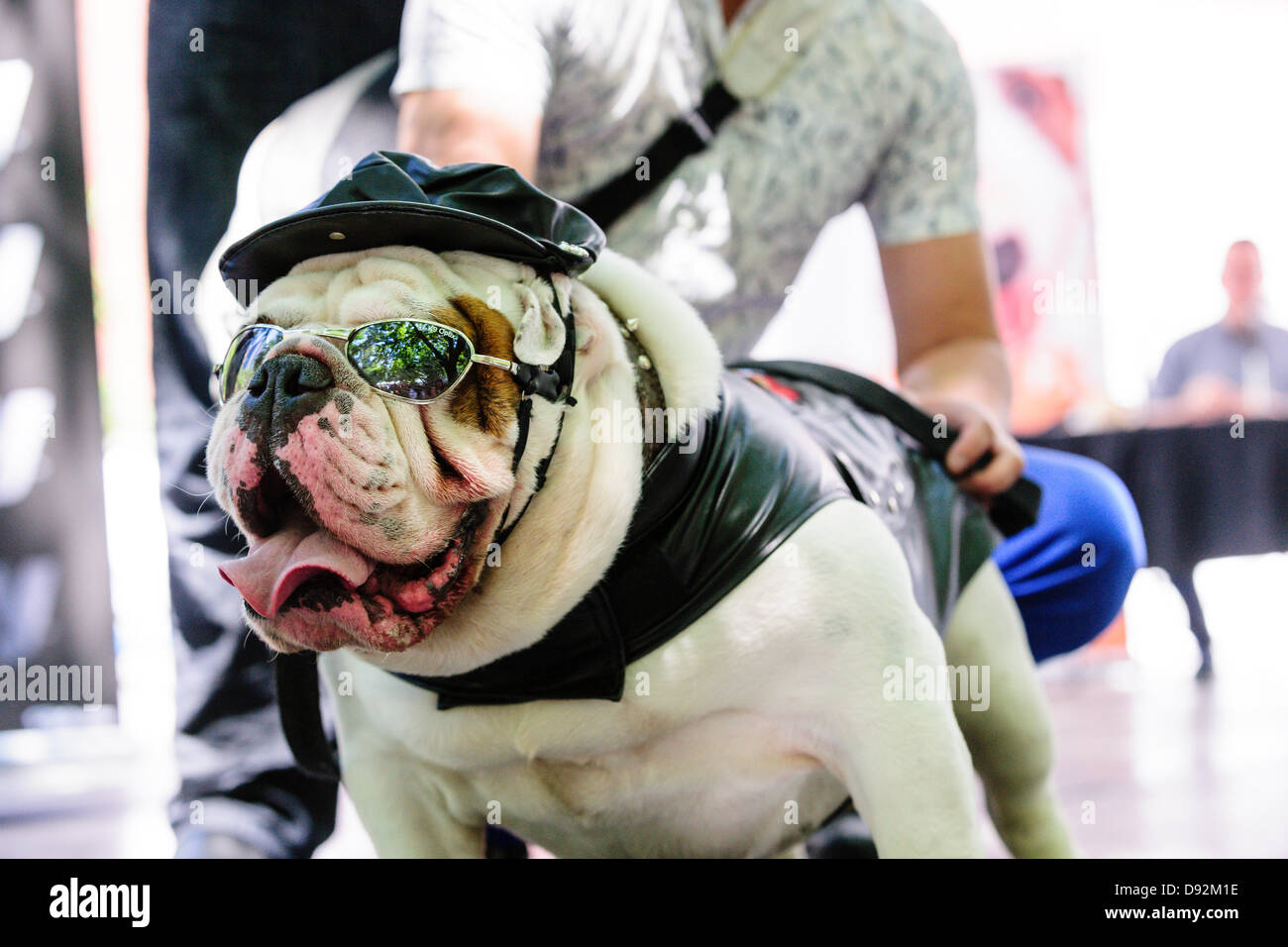 Toronto, Canada, giugno 9, 2013. Bulldog di pelle che indossano il costume biker vince il decimo Woofstock annuale festival del cane miglior costume contest. Credito: Elena Elisseeva/Alamy Live News Foto Stock