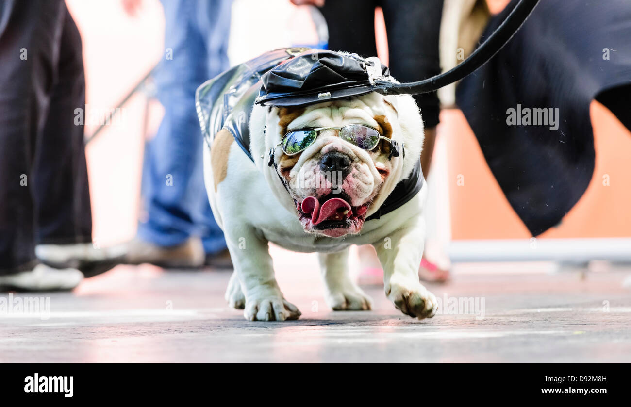 Toronto, Canada, giugno 9, 2013. Bulldog di pelle che indossano il costume biker vince il decimo Woofstock annuale festival del cane miglior costume contest. Credito: Elena Elisseeva/Alamy Live News Foto Stock