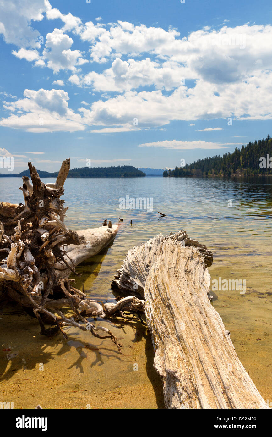 Morti sradicati alberi sulla riva settentrionale del Lago Payette su Parzialmente nuvoloso giorno fuori McCall, Idaho Foto Stock