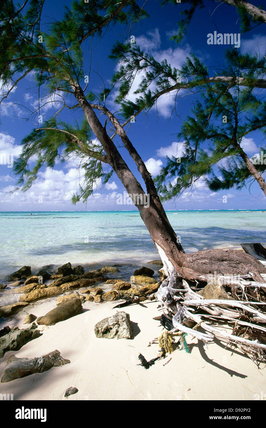 Spiaggia caraibica alberi, Rum Point, Grand Cayman Island, British West Indies Foto Stock