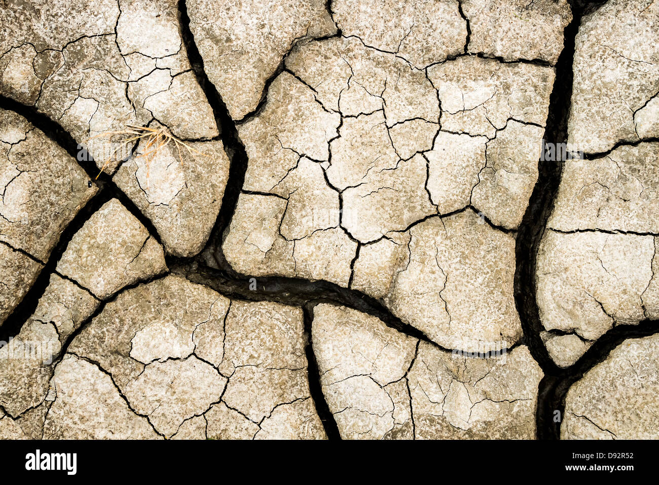 Pianta morta sulla terra asciutta Foto Stock