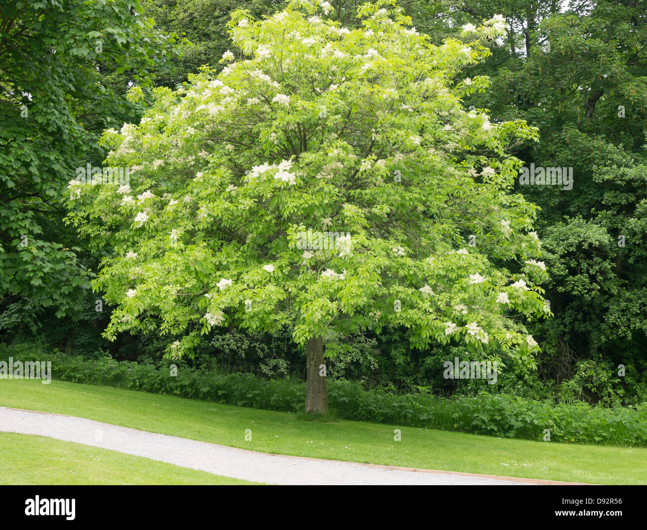 Una manna o Orniello tree (Fraxinus ornus) nativi del sud Europa cresce come un albero ornamentale nello Yorkshire Foto Stock