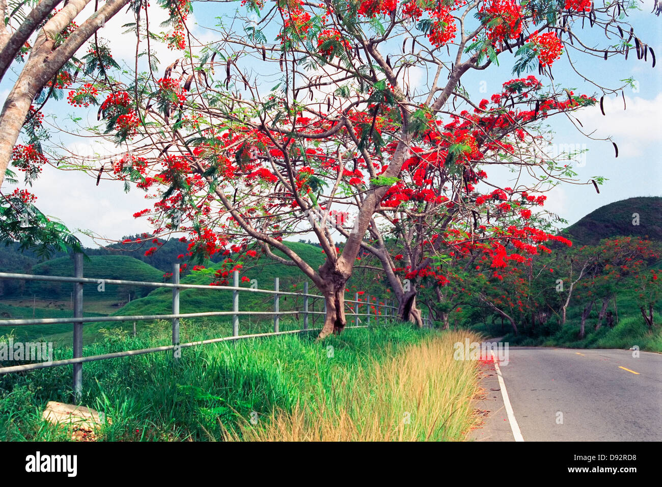 Blooming Flamboyan alberi lungo una strada di campagna, Puerto Rico Foto Stock