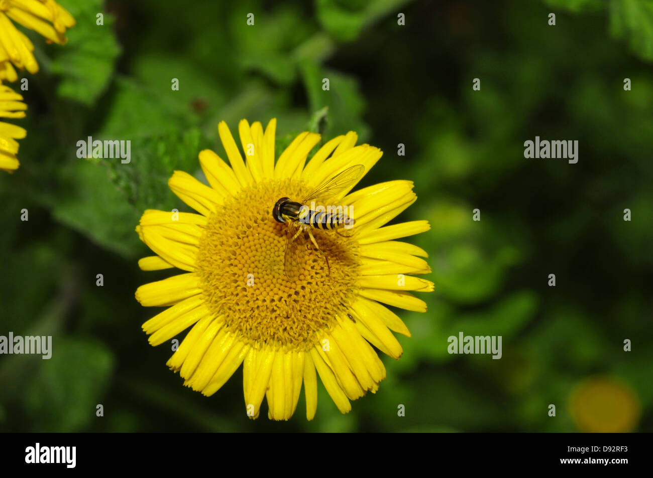 Sphaerophoria scripta , hoverfly Foto Stock