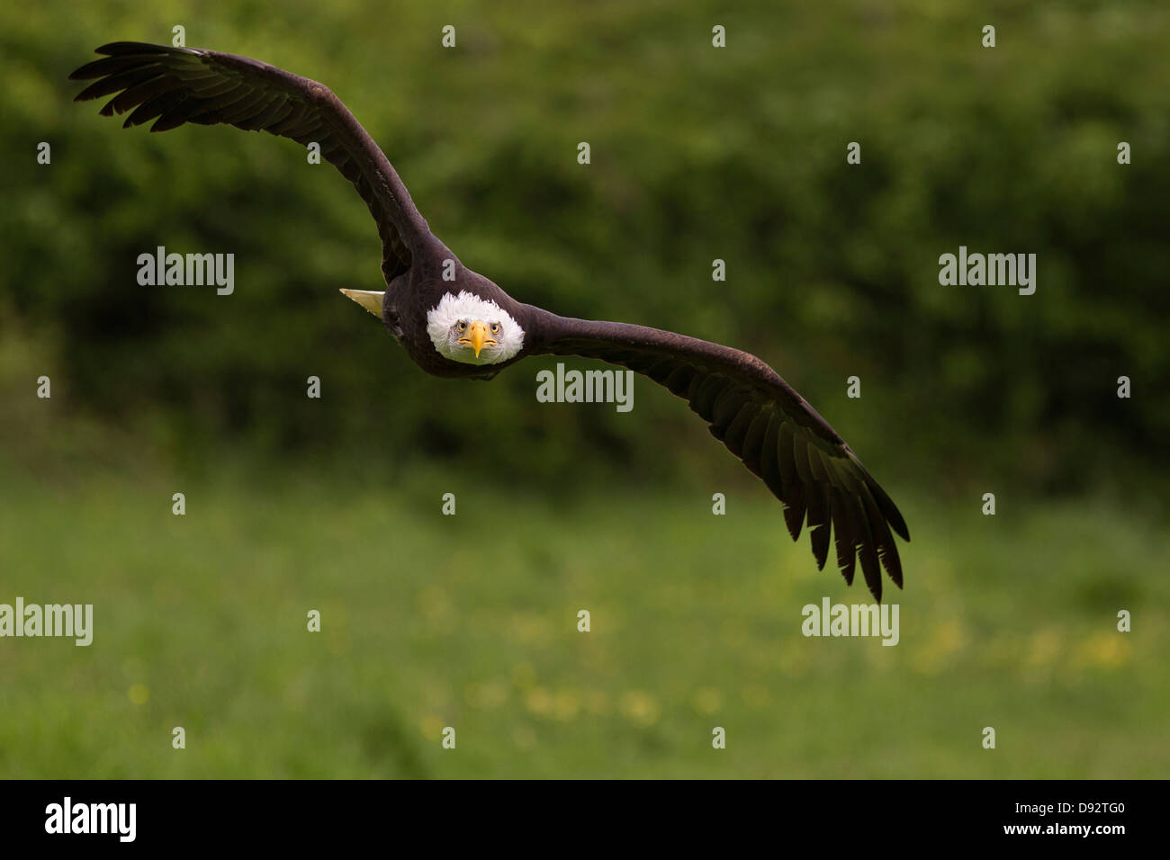 Aquila calva in volo Foto Stock