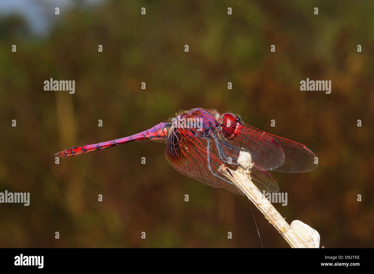 Scarlet Dragonfly, Crocothemis erythraea, maschio Foto Stock