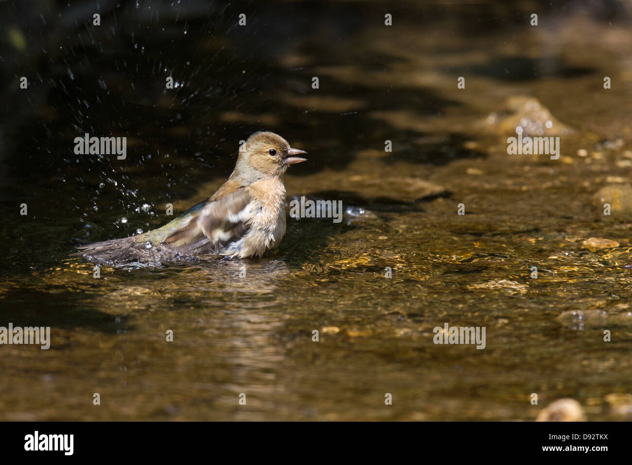 Fringuello maschio avente una vasca da bagno nel fiume Frome Foto Stock