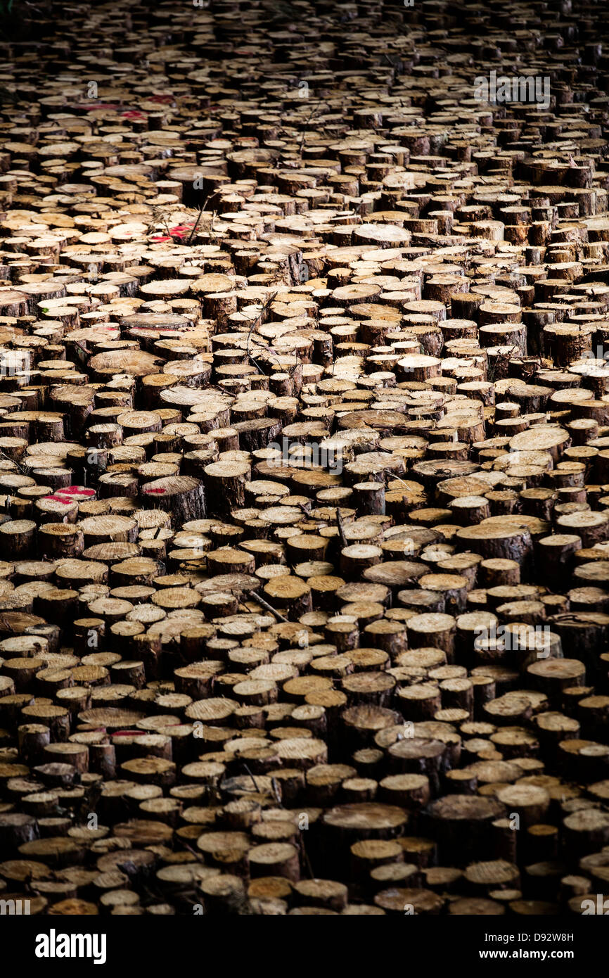 Abbondanza di tronchi di legno Foto Stock