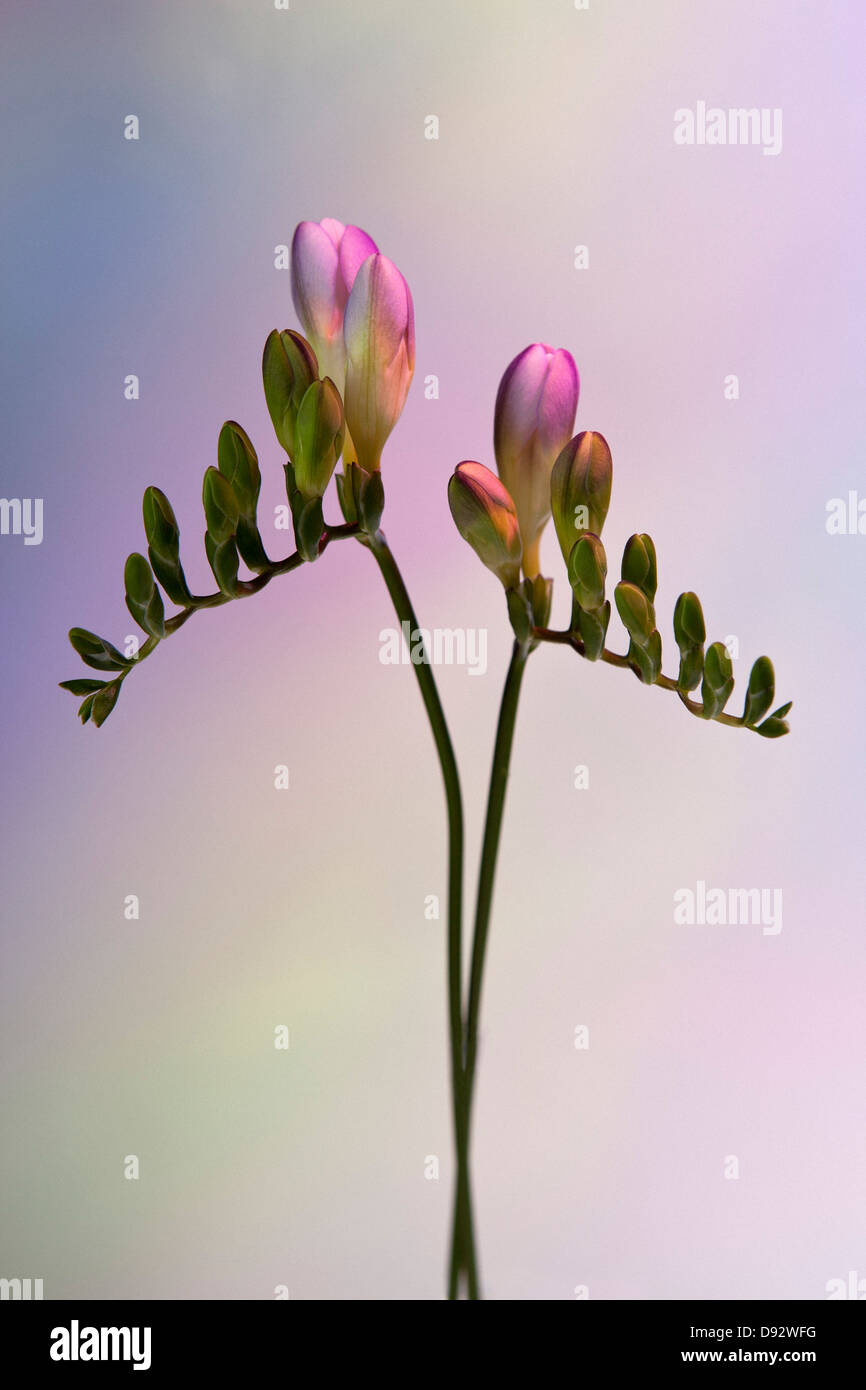 Due gambi di erba Fresia rosa contro un sfondo pastello Foto Stock