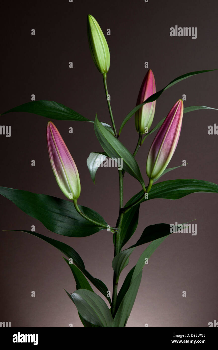 Una pasqua Lily (Lilium Longiflorum) impianto con quattro gemme in attesa di bloom Foto Stock