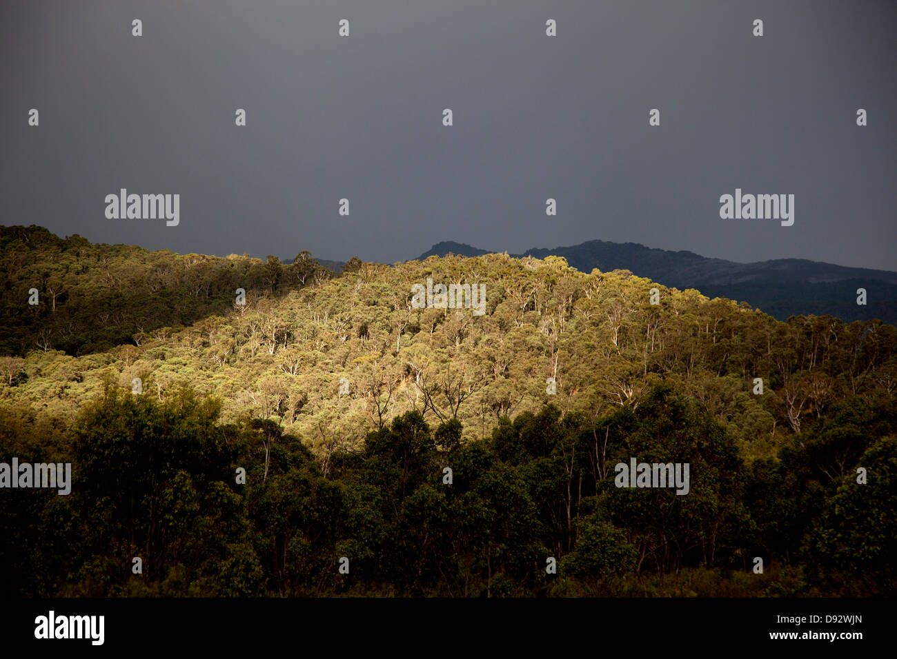 Vista ad albero colline coperte in Alpine National Park, Victoria, Australia Foto Stock