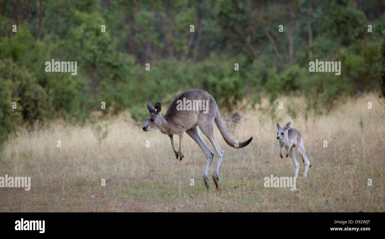 Baby kangaroo seguito della sua madre in Jindabyne, Nuovo Galles del Sud, Australia Foto Stock