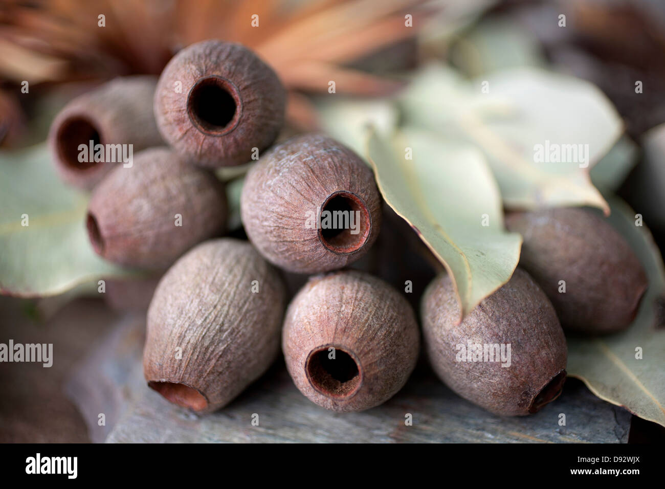 Gumnuts e gomma di foglie di cui su pietra in Victoria, Australia Foto Stock